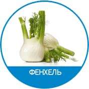 фенхель