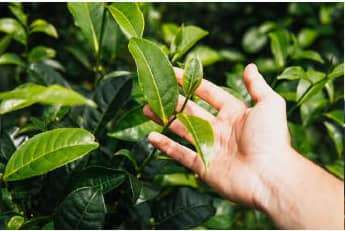 Лавровый лист