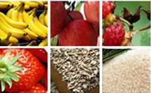 пробиотик ингредиенты