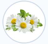 ромашка